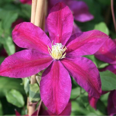 Клематис Сансет Клематис Сансет фото