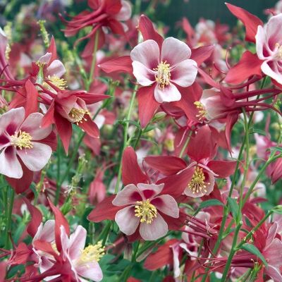 Аквилегия Кримсон Стар - Dolina-Sad.Ru