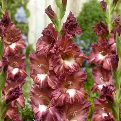 Гладиолус Босса Нова - Dolina-Sad.Ru