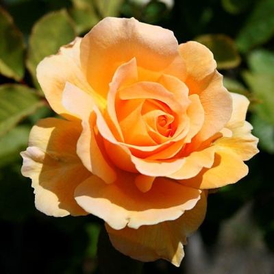 Роза Свит Хоней фото