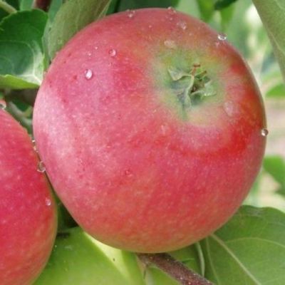 Яблоня Женева/Летняя Яблоня Женева/Летняя фото