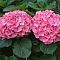 Гортензия крупнолистная Претти Пинк - Dolina-Sad.Ru
