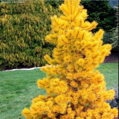 Сосна желтая Сосна желтая фото