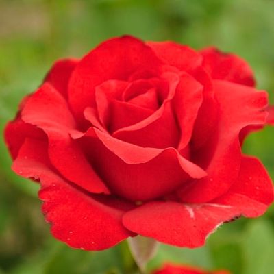 Роза Мадена - Dolina-Sad.Ru