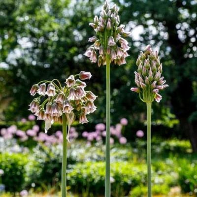 Аллиум Нектароскордум сицилийский фото