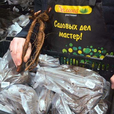 Пион Киев Пион Киев - Dolina-Sad.Ru