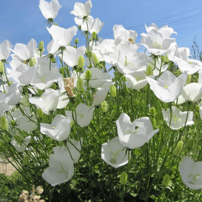 Колокольчик карпатский Перл Вайт , P9 Колокольчик карпатский Перл Вайт , P9 фото