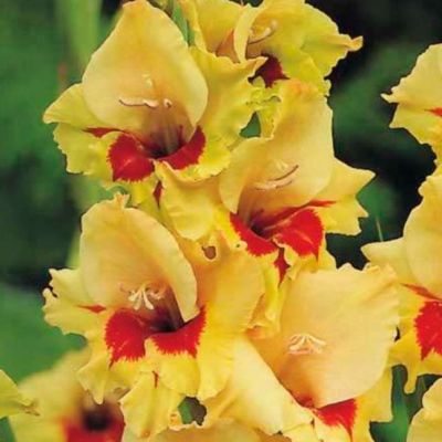 Гладиолус Сафари Гладиолус Сафари фото