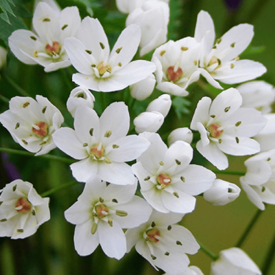 Аллиум Ковани фото