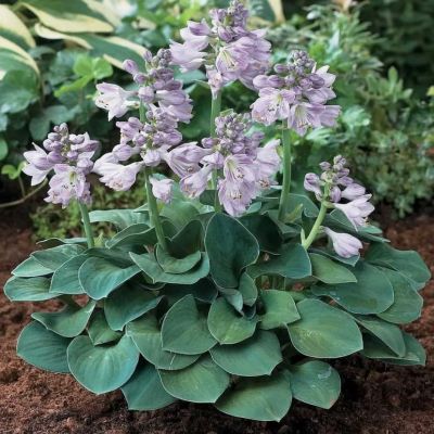 Хоста Блю Маус Эарс фото