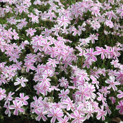 Флокс шиловидный 'Кенди Стрипс' Флокс шиловидный 'Кенди Стрипс' фото