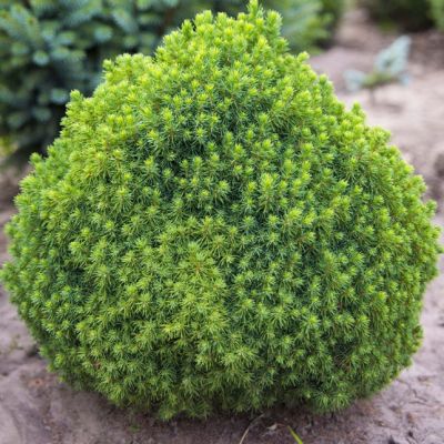 Ель Канадская Альберта Глобе, С3 - Dolina-Sad.Ru