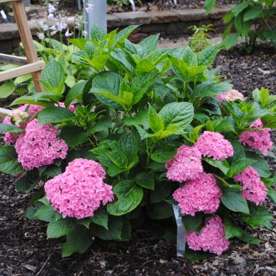 Гортензия крупнолистная Перфекшн Гортензия крупнолистная Перфекшн фото