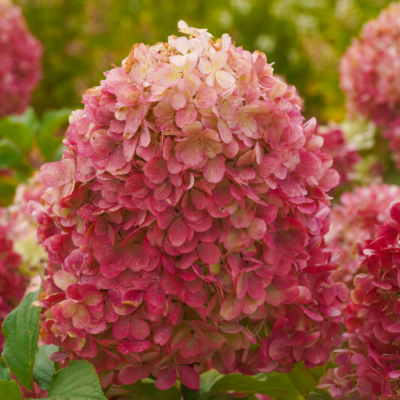 Гортензия метельчатая Краса Лесково, С2 Гортензия метельчатая Краса Лесково, С2 - Dolina-Sad.Ru