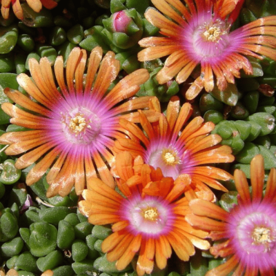 Делосперма Фаер Спиннер , Делосперма Фаер Спиннер , фото