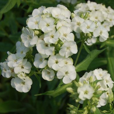 Флокс метельчатый Жадэ - Dolina-Sad.Ru