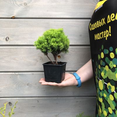 Туя западная Анниек Туя западная Анниек фото