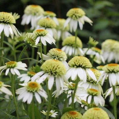 Эхинацея пурпурная Прарайд Блэйз Винтаж Лайм Эхинацея пурпурная Прарайд Блэйз Винтаж Лайм - Dolina-Sad.Ru