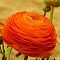Ранункулюс Оранж фото