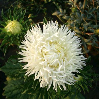 Астра Крем-брюле Астра Крем-брюле фото